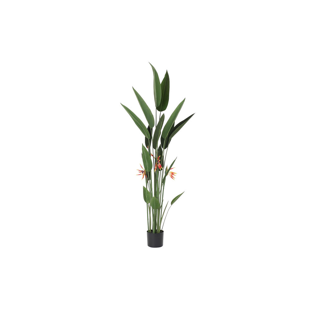 Okrasná rastlina DKD Home Decor 75 x 75 x 180 cm Oranžová zelená Žltá Polypropylén Rajský vták