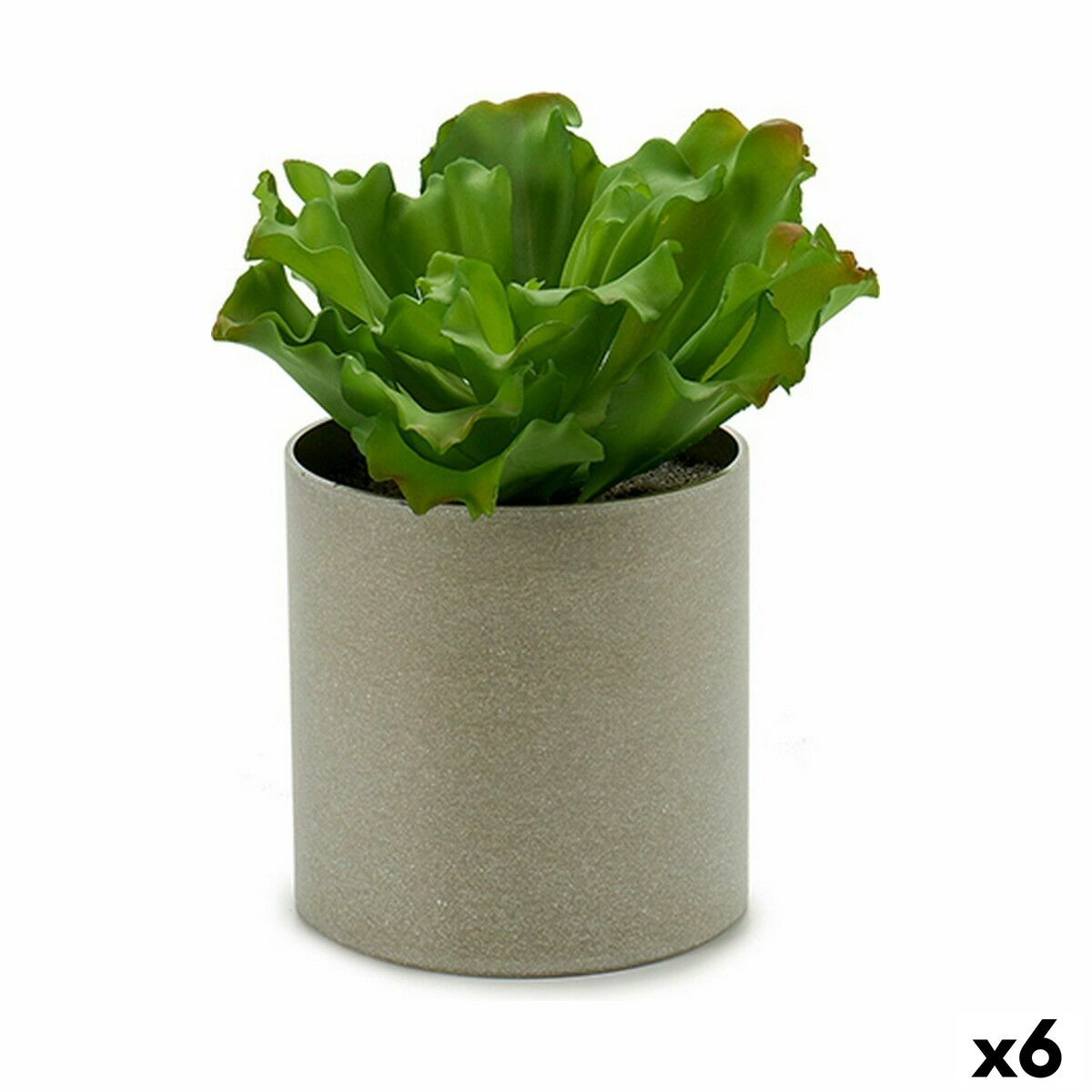 Okrasná rastlina 20 x 25 x 20 cm (6 kusov)